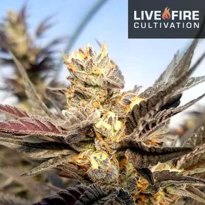 Cannabis flower